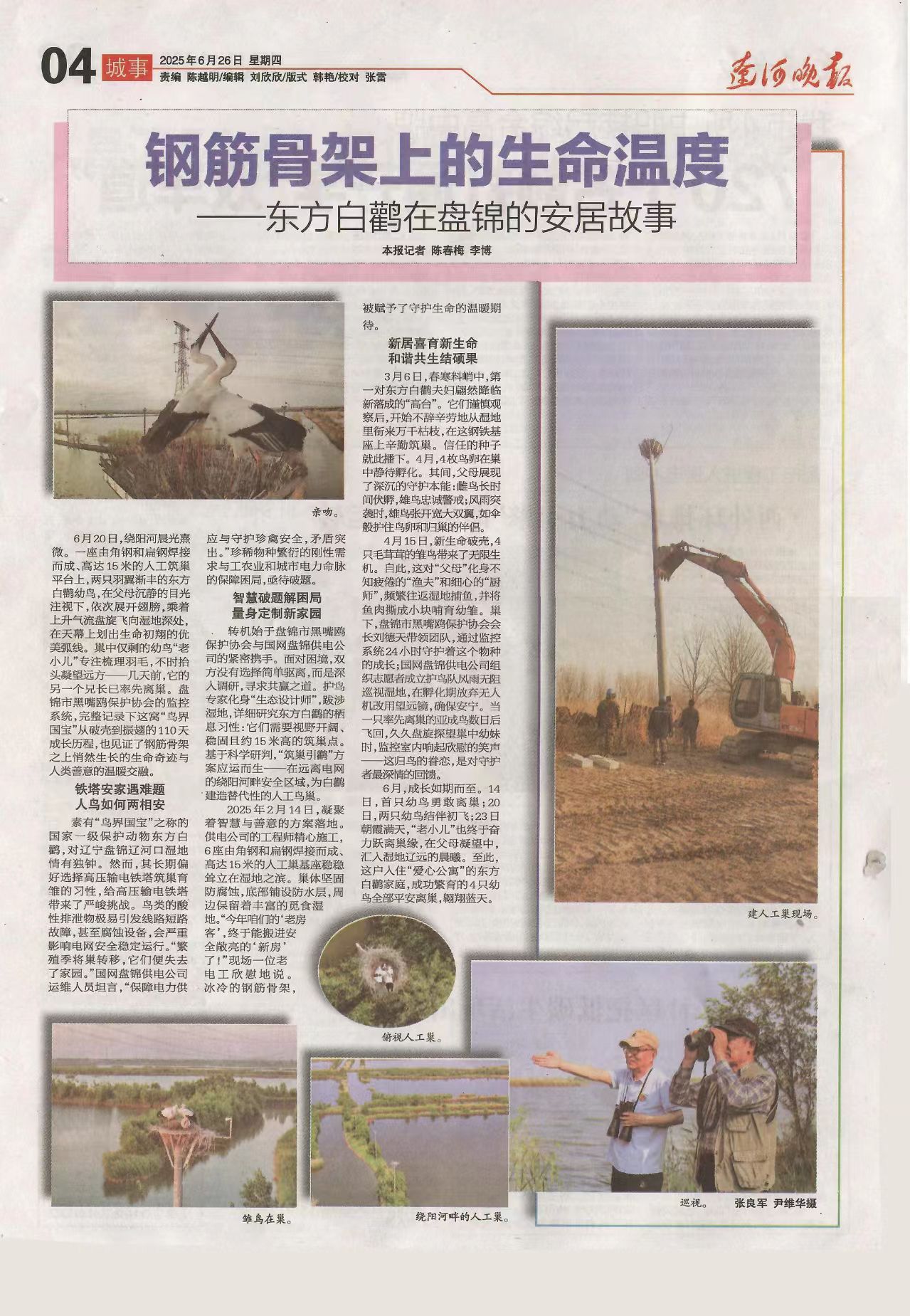 钢筋骨架上的生命温度——东方白鹳在盘锦的安居故事