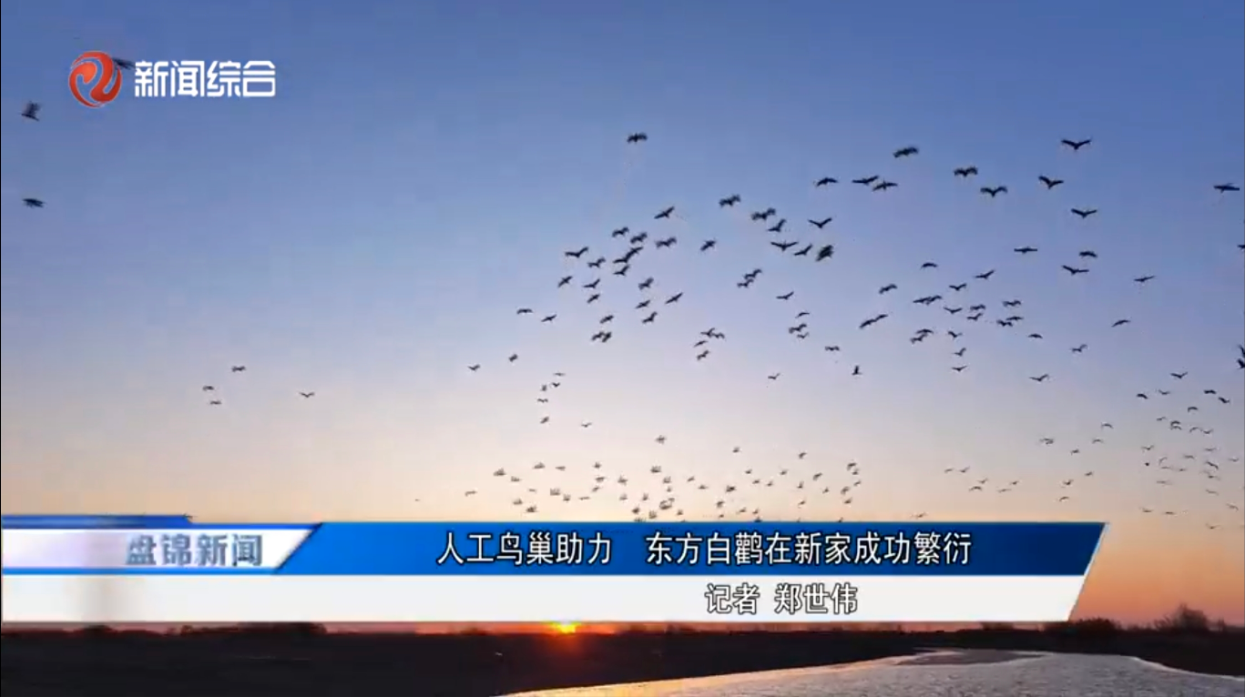 2025年6月23日 新华社 人工鸟巢助力 东方白鹳在新家成功繁衍